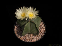 Astrophytum myriostigma v. nudum cv. Fukuryu 1978 